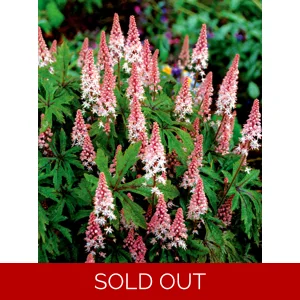 Tiarella 'Pink Skyrocket'